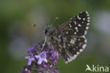 Grizzled Skipper (Pyrgus sp)