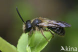 Sporkehoutzandbij (Andrena fulvida) 