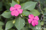 Springzaad (Impatiens spec.)