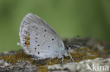 Short-tailed Blue (Cupido argiades)