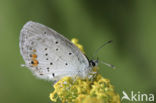 Short-tailed Blue (Cupido argiades)