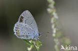 Short-tailed Blue (Cupido argiades)