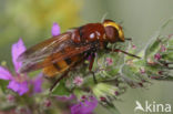 giant hoverfly (Volucella zonaria)