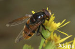 giant hoverfly (Volucella zonaria)