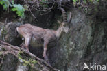 Ibex (Capra ibex)