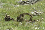 Ibex (Capra ibex)