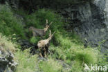 Steenbok (Capra ibex)