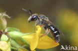 Steilrandgroefbij (Lasioglossum quadrinotatulum)