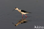 Black-winged Stilt (Himantopus himantopus)
