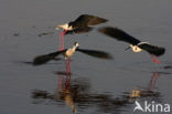 Black-winged Stilt (Himantopus himantopus)