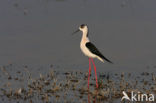 Black-winged Stilt (Himantopus himantopus)