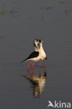 Black-winged Stilt (Himantopus himantopus)