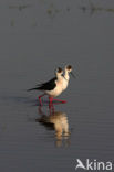 Black-winged Stilt (Himantopus himantopus)