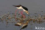 Black-winged Stilt (Himantopus himantopus)