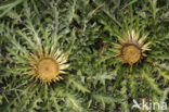 acanthus-leaved thistle (Carlina acanthifolia)