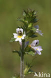 Stijve ogentroost (Euphrasia stricta) 