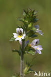 Stijve ogentroost (Euphrasia stricta) 