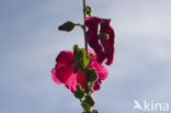 Hollyhock (Alcea rosea)