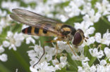 Stomp elfje (Meliscaeva cinctella)