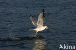 Stormmeeuw (Larus canus)