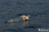 Mew Gull (Larus canus)