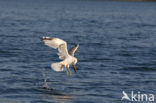 Mew Gull (Larus canus)