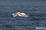 Stormmeeuw (Larus canus)