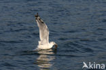 Stormmeeuw (Larus canus)