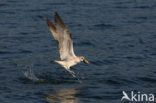 Stormmeeuw (Larus canus)