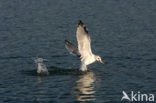 Mew Gull (Larus canus)