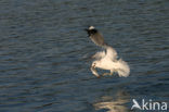 Stormmeeuw (Larus canus)