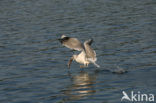 Mew Gull (Larus canus)