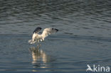 Mew Gull (Larus canus)