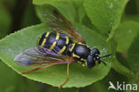 Chrysotoxum vernale