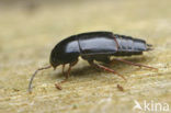 Tachinus signatus