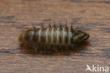 varied carpet beetle (Anthrenus verbasci)