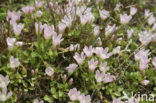 Bog Pimpernel (Anagallis tenella)