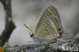 Long-tailed Blue (Lampides boeticus)