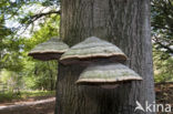 Tonderzwam (Ganoderma spec.)