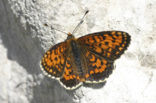 Toortsparelmoervlinder (Melitaea trivia)