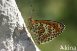 Toortsparelmoervlinder (Melitaea trivia)