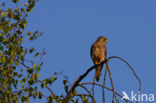Torenvalk (Falco tinnunculus)