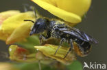 Daisy carpenter bee (Heriades truncorum)