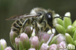 Tuinbladsnijder (Megachile centuncularis) 