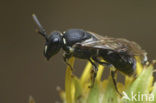 Tuinmaskerbij (Hylaeus hyalinatus)