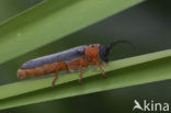 Twin spot longhorn beetle (Oberea oculata)