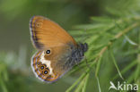 Tweekleurig hooibeestje (Coenonympha arcania) 