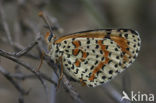 Tweekleurige parelmoervlinder (Melitaea didyma)