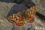 Tweekleurige parelmoervlinder (Melitaea didyma)