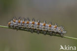 Tweekleurige parelmoervlinder (Melitaea didyma)
